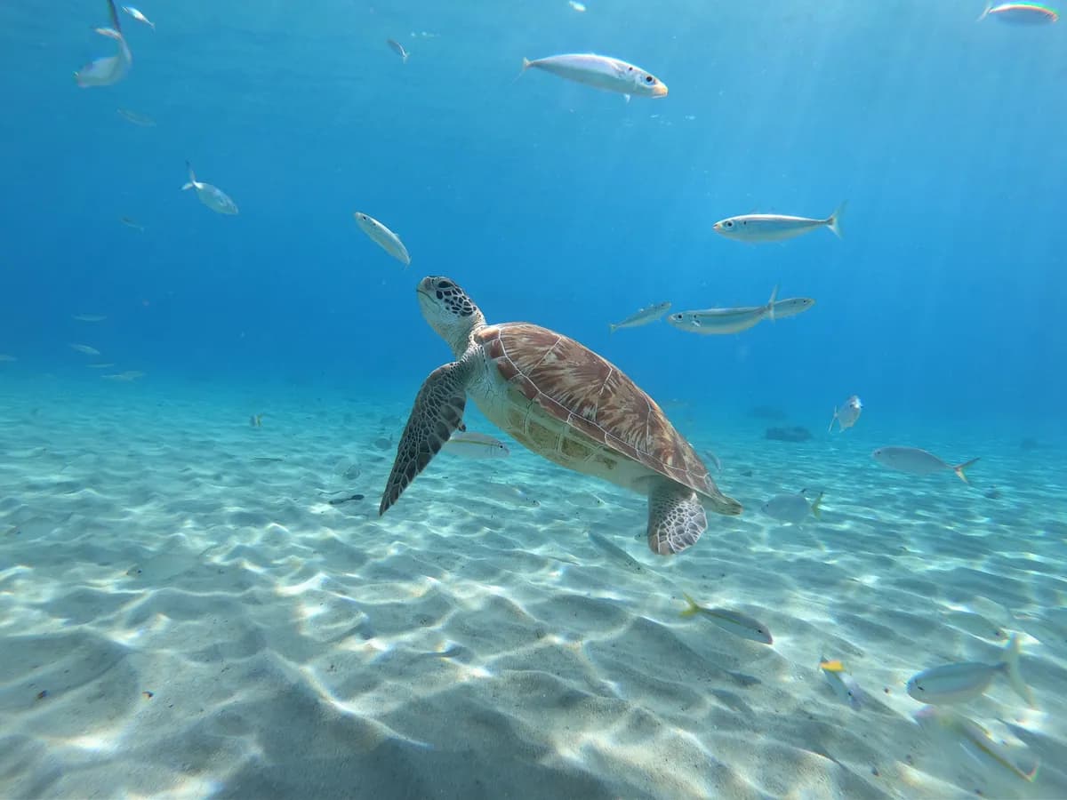 Snorkeling with Sea Turtles