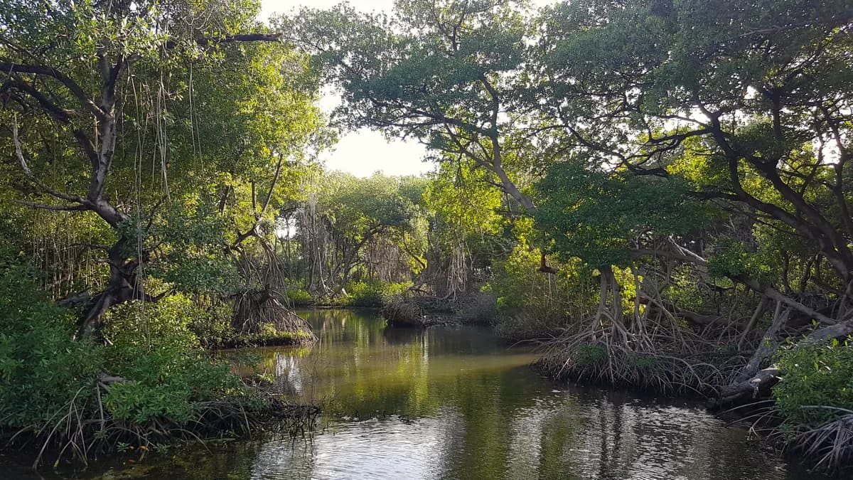 Rif Mangrove Park