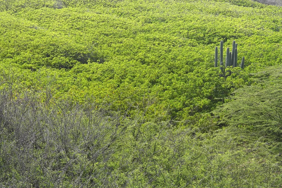 Christoffel National Park